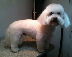Samson